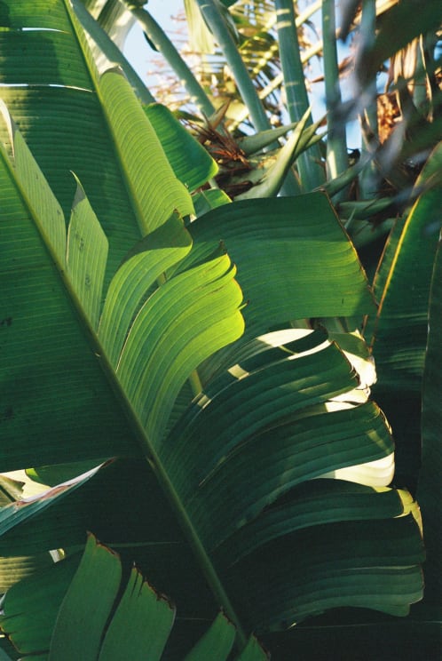 A Plant In Hawaii