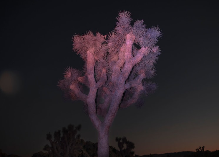 Purple Plant Under A Night Sky In A Dry Climate