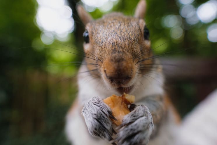 Oriental Squirrel Holding A Food