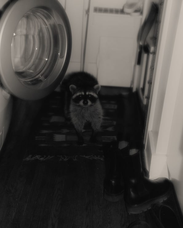 A Raccoon Inside A House Laundry Room Next To A Pair Of Black Boots