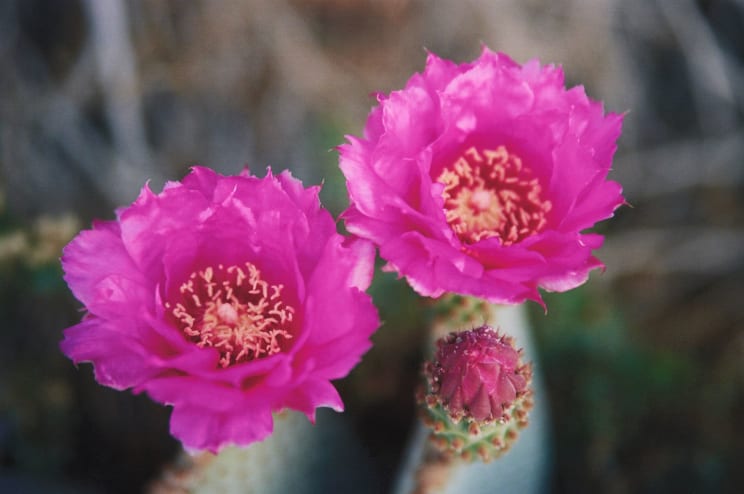 Two Purple Flowers Outdoors