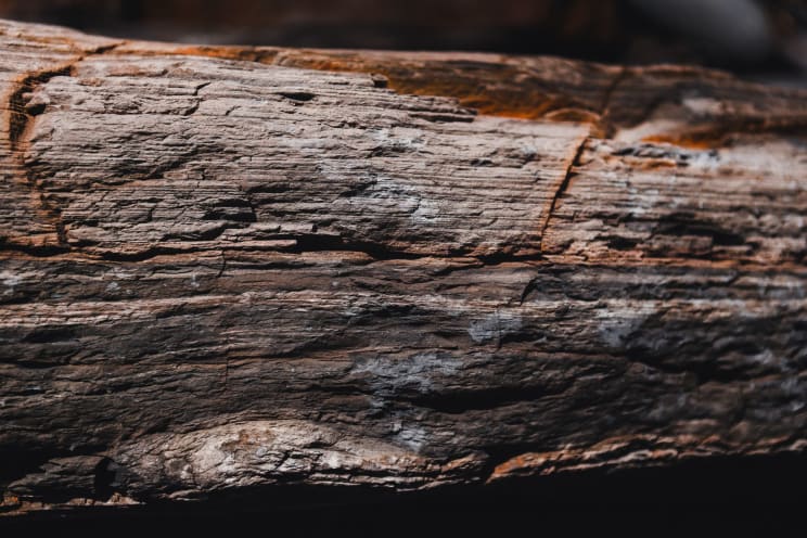 Close Up Of A Piece Of Dried Wood