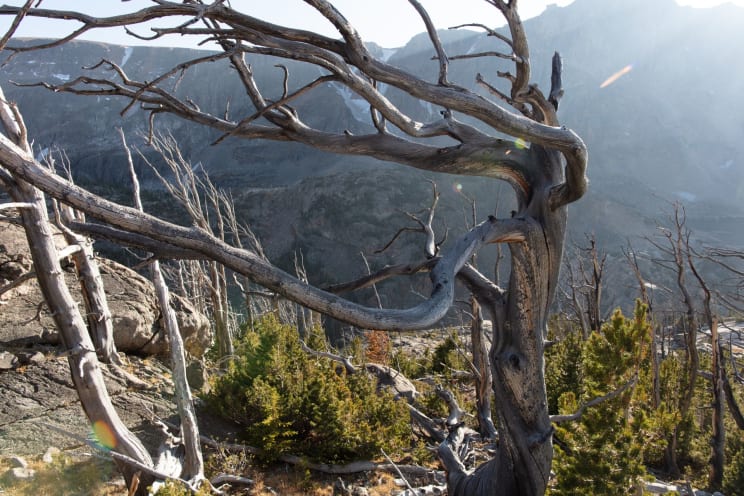 Dead Tree On Mountain Canyon