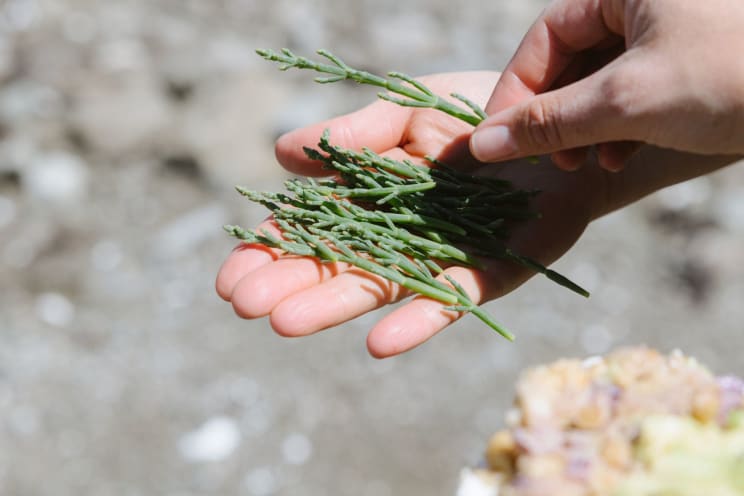 An Harvested Plant On A Person's Palm