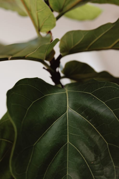 Close Up Of Green Plant’s Leaves