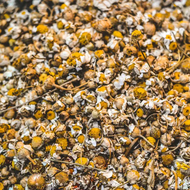 Chamomile Daydream