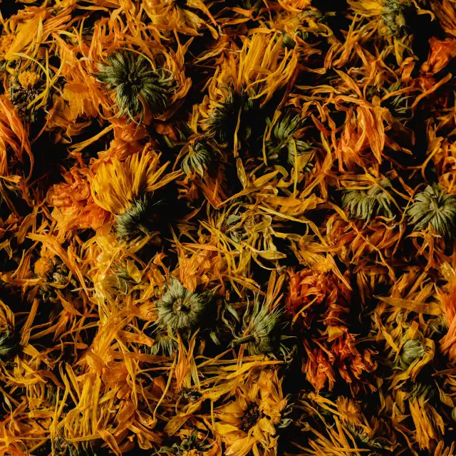 Amber Bloom Infusion