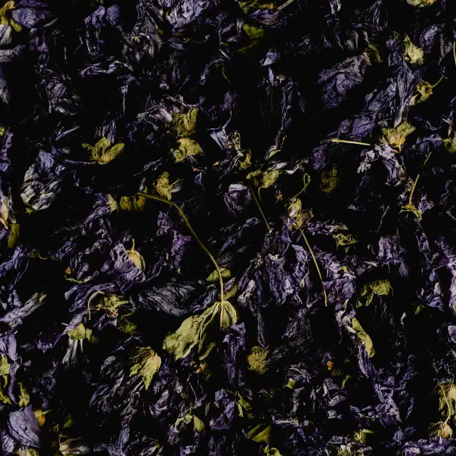 Dusky Floral Elixir