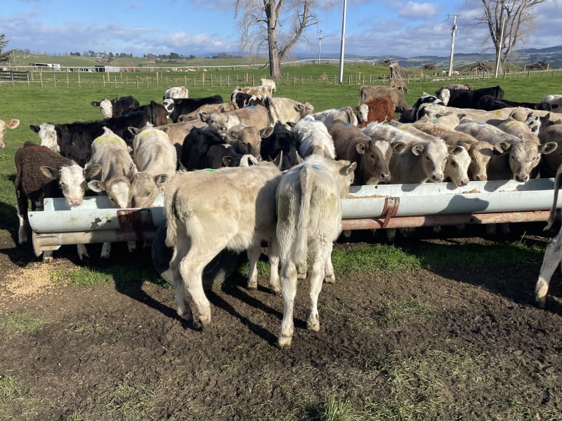 100 Weaner Bulls