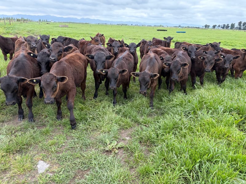 30 Weaner Bulls