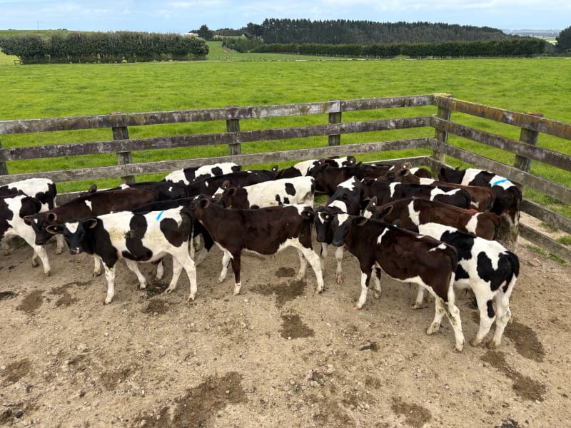 80 Weaner Bulls