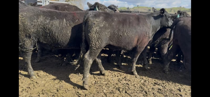 85 R3 Steers