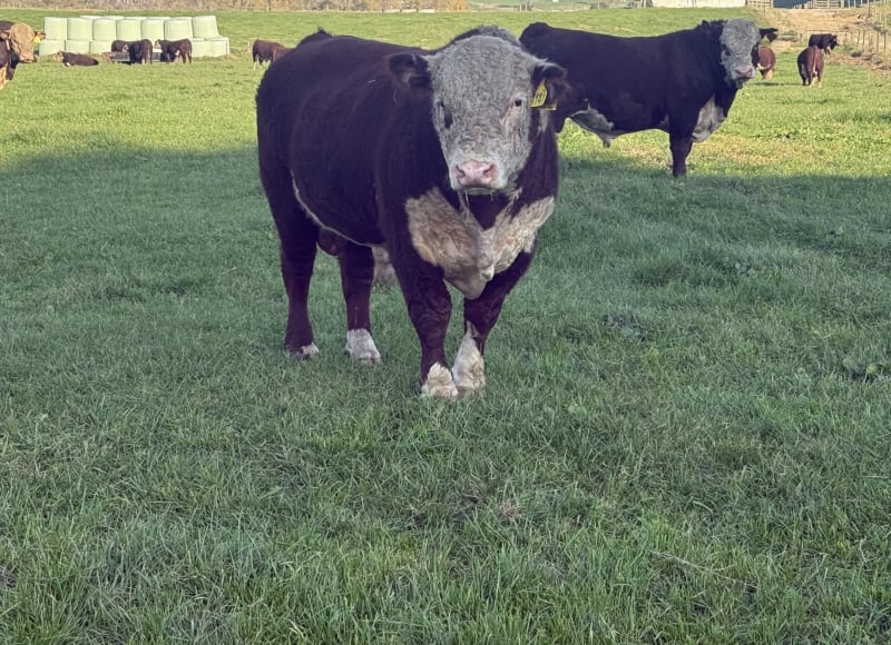 13 R2 Bulls