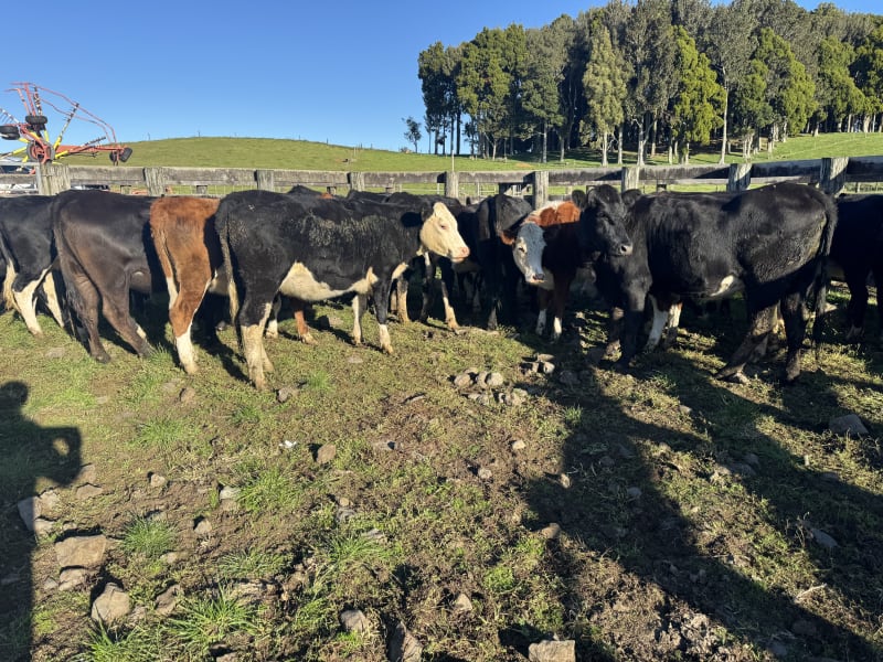 25 R2 Heifers