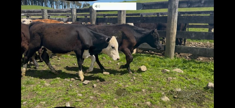 26 R1 Steers