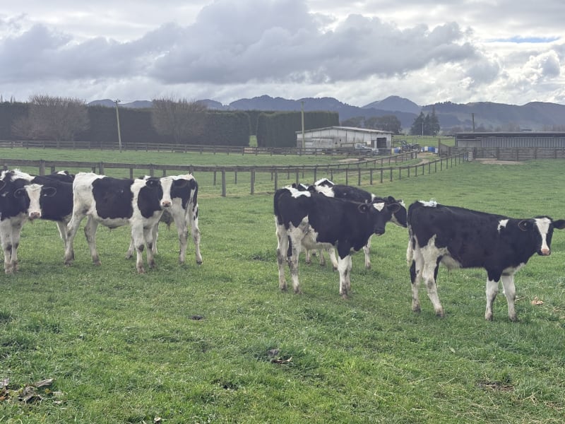 21 Weaner Bulls