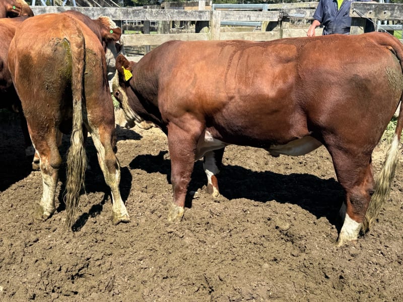 R2 Bulls
