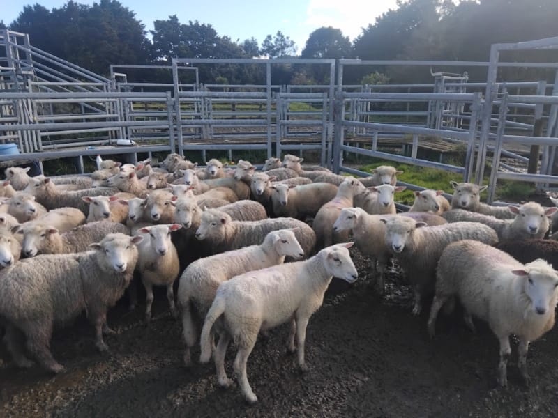 160 Mixed Sex Lambs