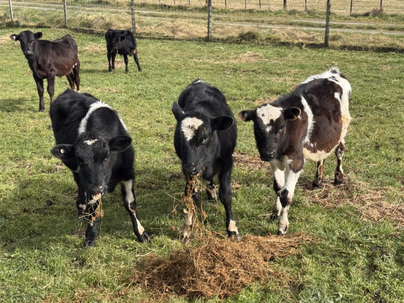 11 Weaner Bulls