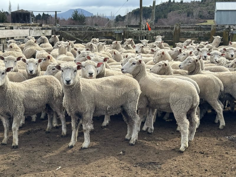 Mixed Sex Lambs