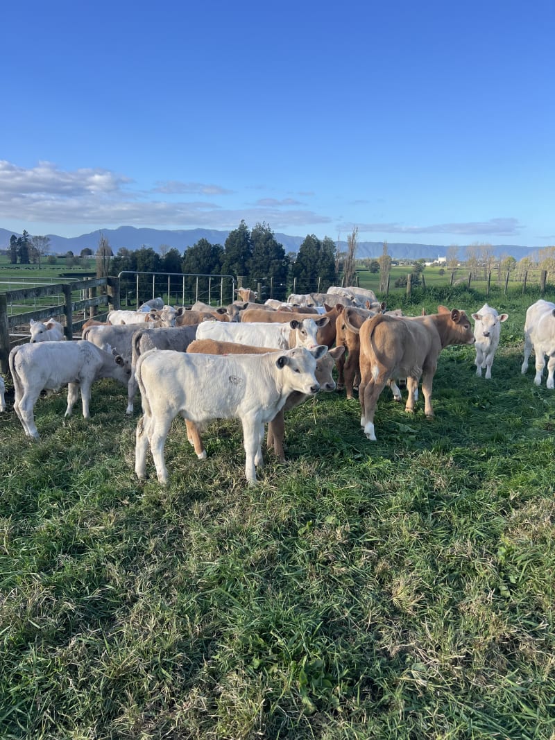 15 Weaner Heifers