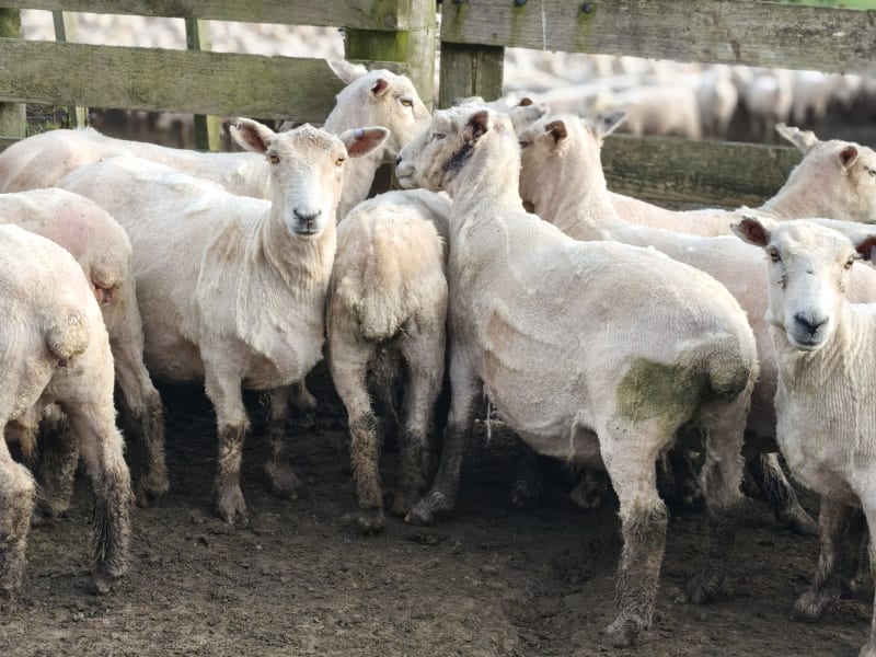 600 5 Year Old Ewes
