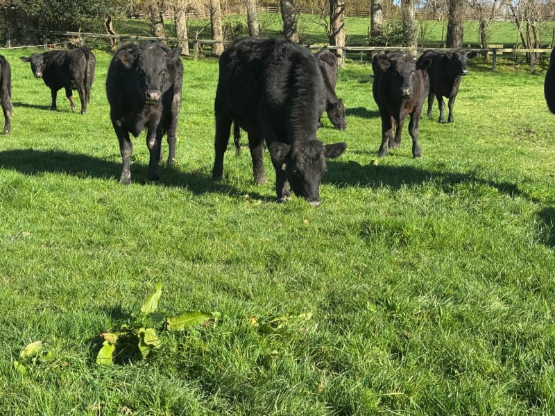 16 R1 Steers
