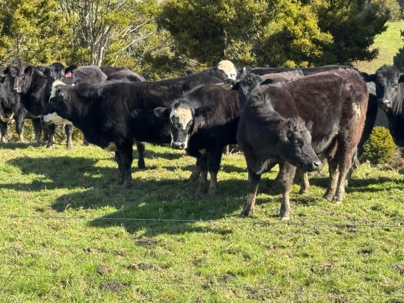 38 R2 Heifers