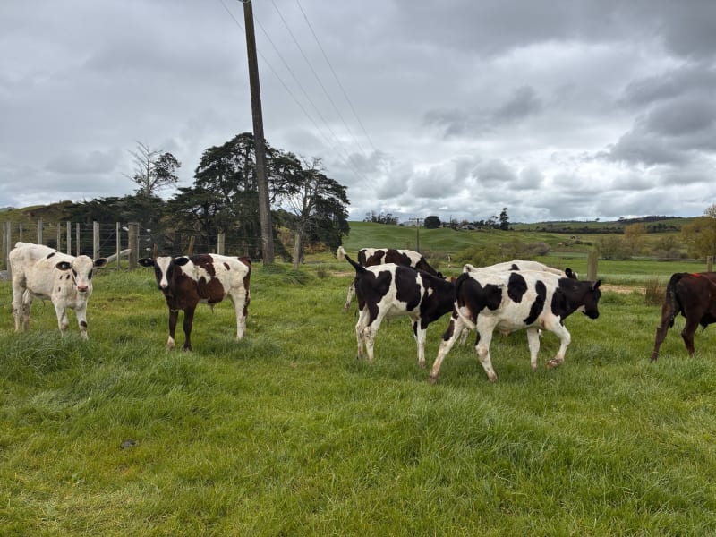 21 Weaner Bulls