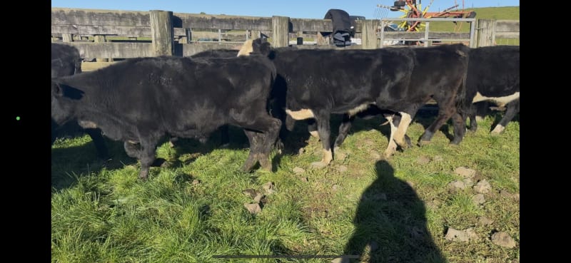 17 R2 Steers