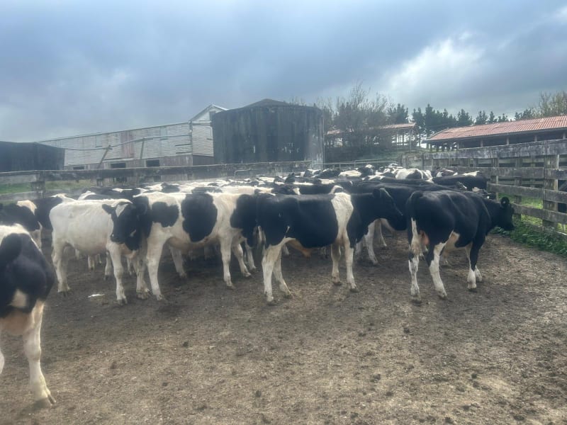 125 R1 Bulls