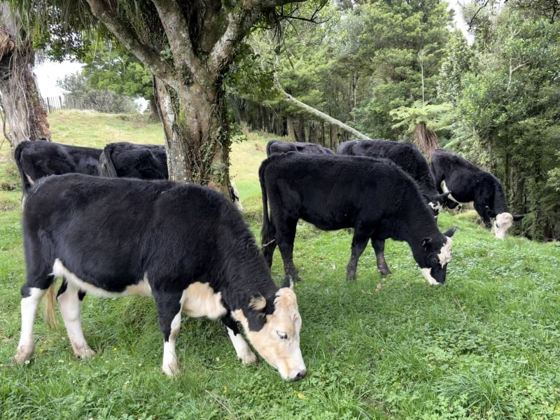 20 R2 Heifers