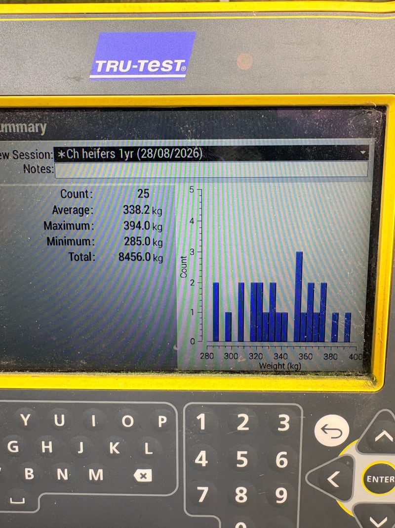 25 R1 Heifers