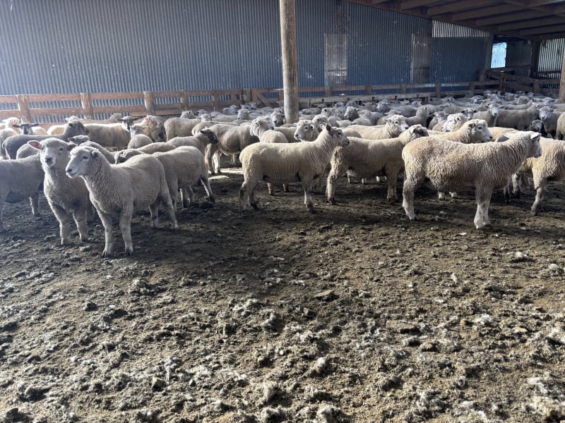 Cryptorchid Lambs