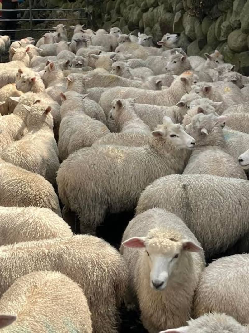 450 Mixed Sex Lambs
