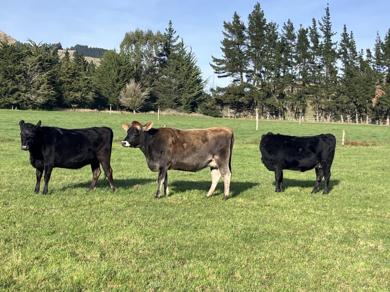 15 R2 Heifers