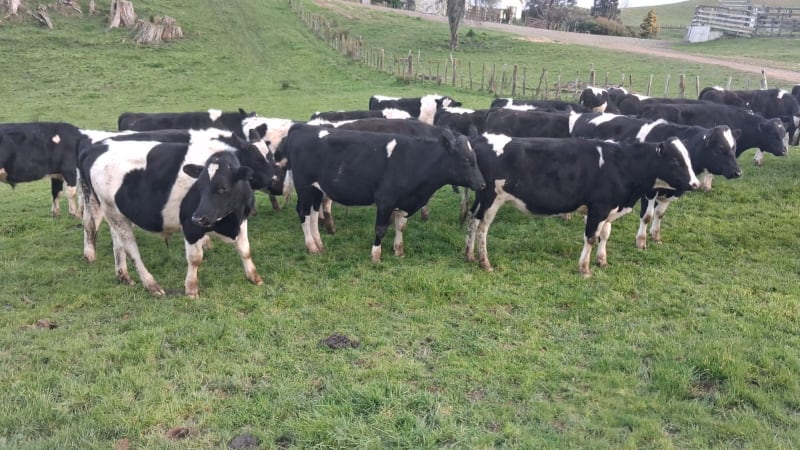 30 R1 Bulls