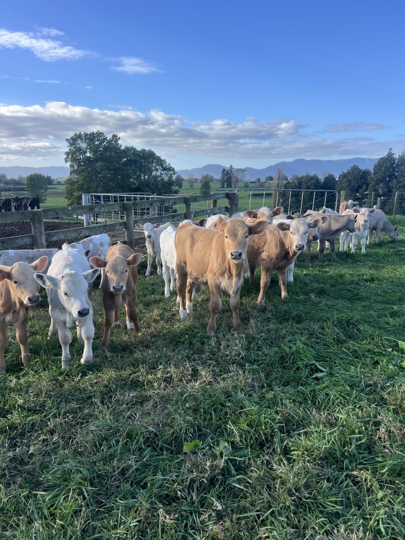 16 Weaner Bulls
