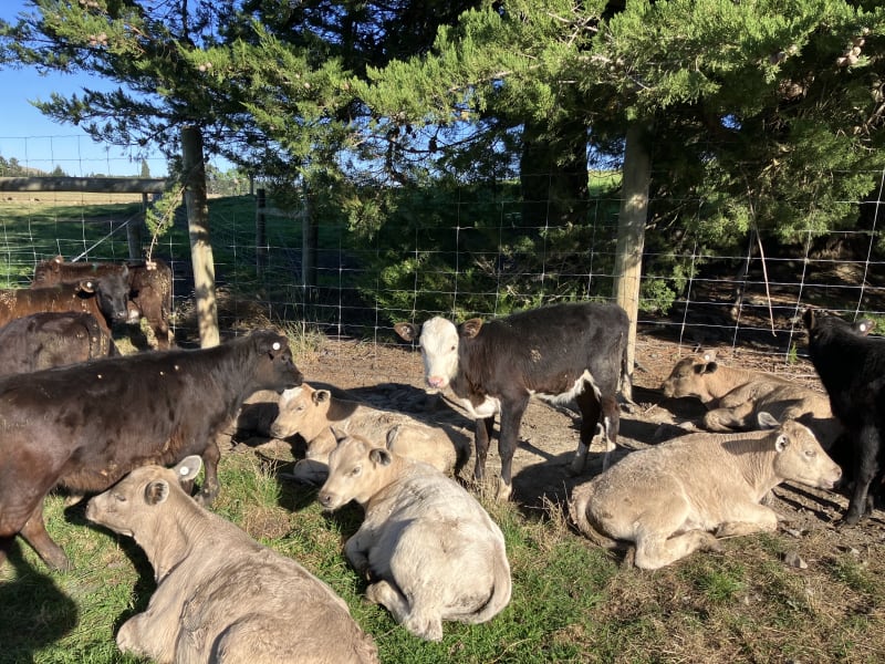 180 Weaner Mixed Sexs