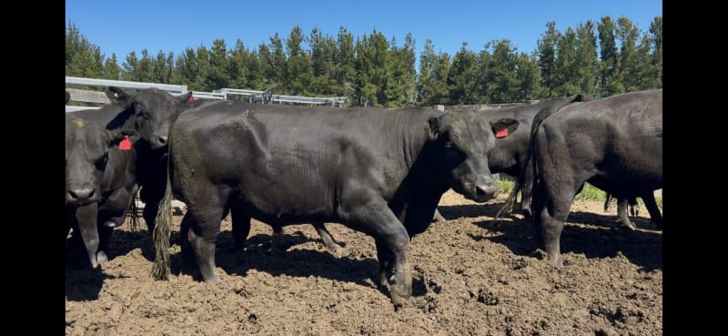 34 R2 Bulls