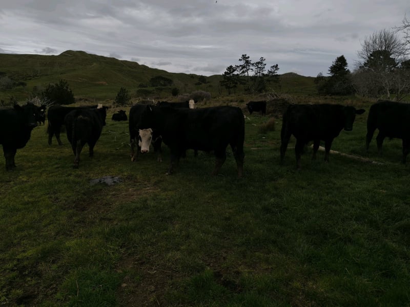 21 R3 Steers