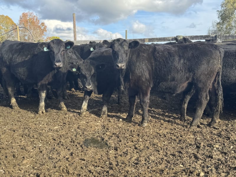 51 R2 Steers