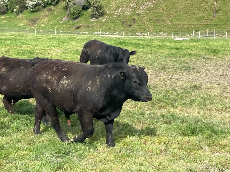 18 R1 Bulls