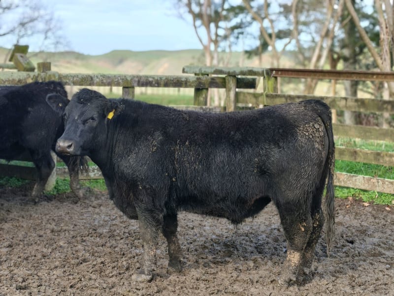 43 R2 Steers