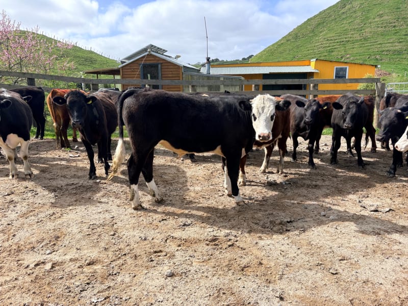 38 R2 Steers