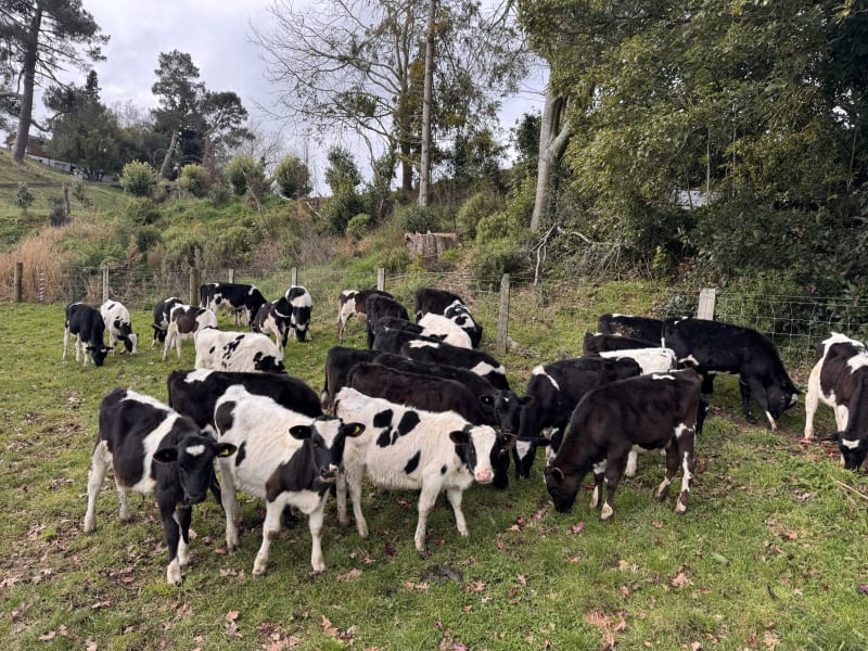36 Weaner Bulls