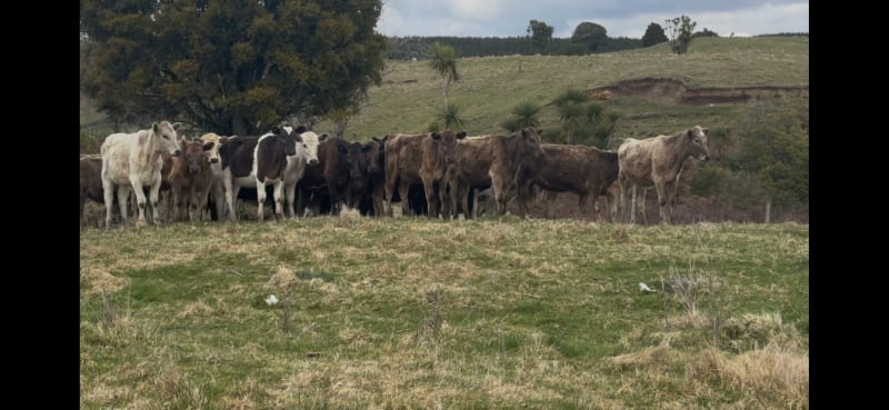 380 R1 Heifers