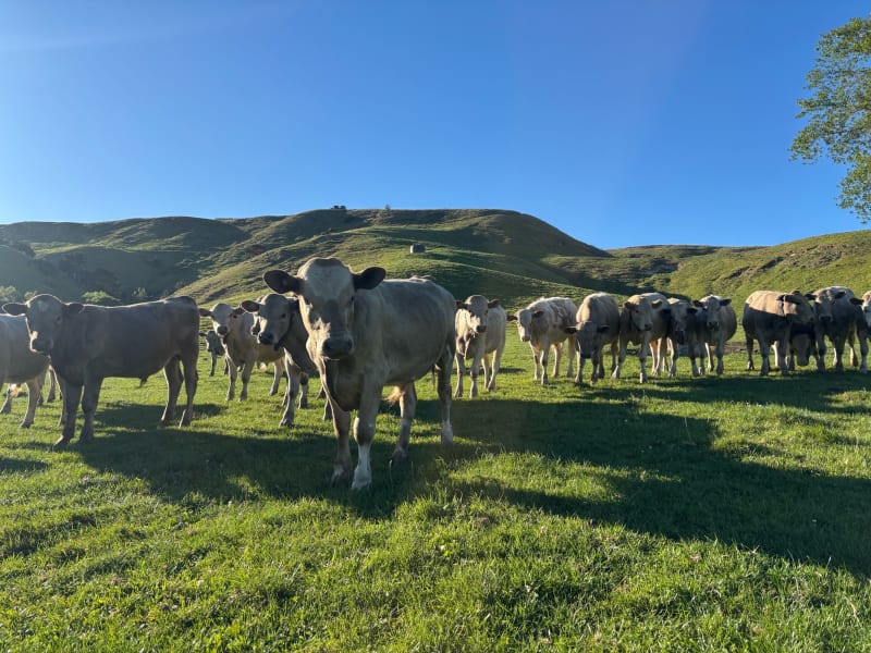 27 R1 Bulls