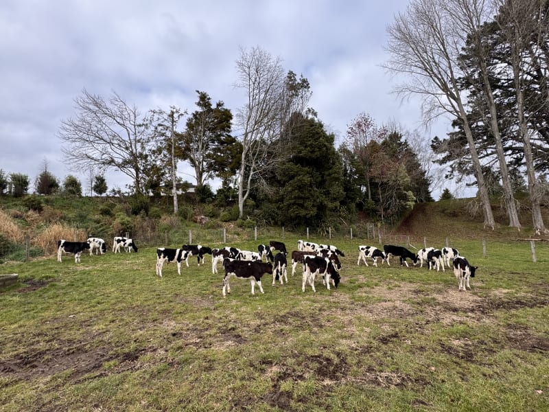 30 Weaner Bulls
