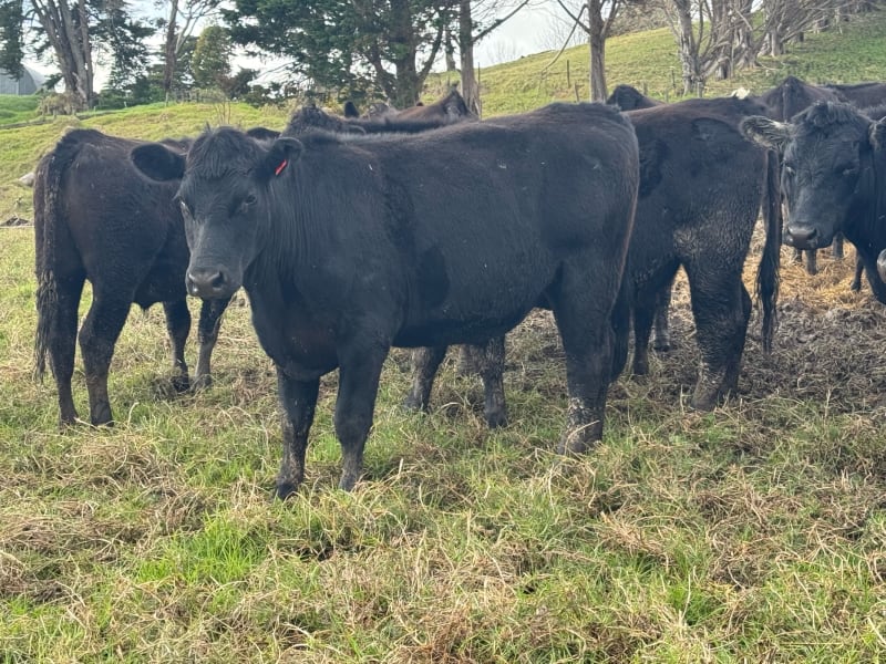 37 R3 Steers